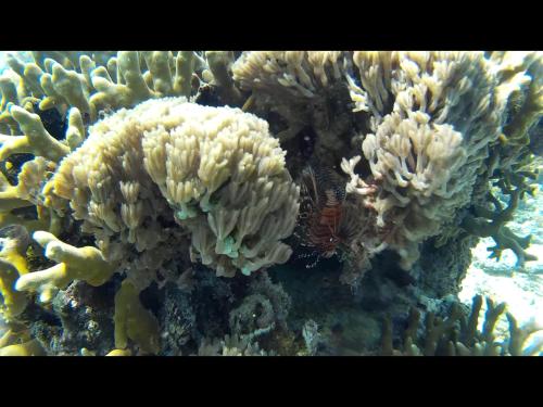 an underwater picture of a coral reef at Exotic house in Gili Meno