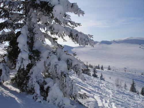 a snow covered tree on top of a snow covered slope at Les Curtillets in Bellevaux