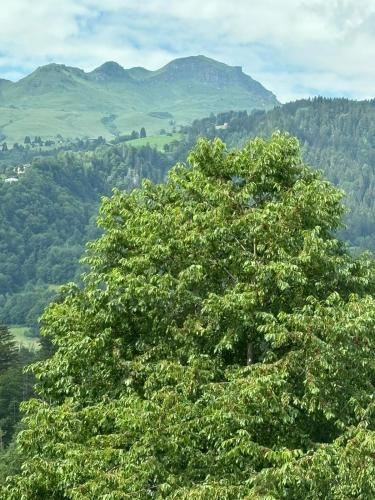 a large green tree with mountains in the background at Landgasthof zum Glenner in Ilanz