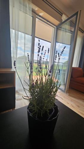 M&K Apartament Ptasi Raj - Wyspa Sobieszewska Gdańsk