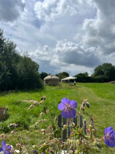 a field of green grass with purple flowers and a fence at Nordic Glamping at Botswicky - a nature based retreat in Bishopstone