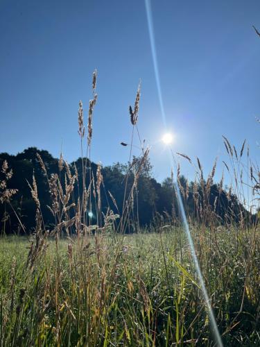 a field of grass with the sun in the background at Nordic Glamping at Botswicky - a nature based retreat in Bishopstone