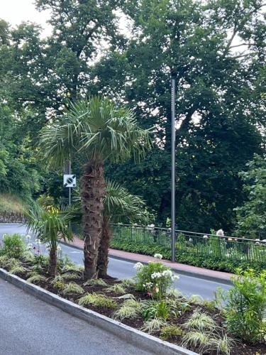 a palm tree on the side of a road at Appartement de luxe plein centre in Divonne-les-Bains