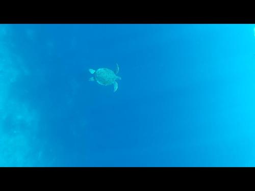 a turtle sitting on top of a blue screen at Exotic house in Gili Meno