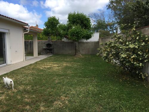 a dog walking in the yard of a house at les cossonnettes calmes et agréables in La Couarde-sur-Mer