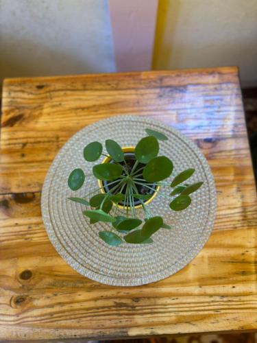 a plate with a plant on top of a wooden table at Gypsy Camp Apartments & Glamping in Liepāja
