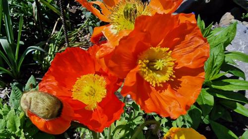 a group of red and yellow flowers in a garden at Large Deluxe Studio - Chalet Lovo in Lenk