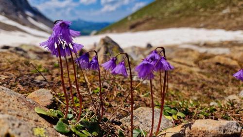 a group of purple flowers on the side of a mountain at Large Deluxe Studio - Chalet Lovo in Lenk
