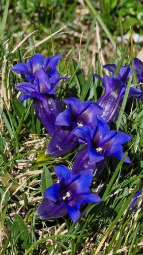 a group of blue flowers in the grass at Large Deluxe Studio - Chalet Lovo in Lenk