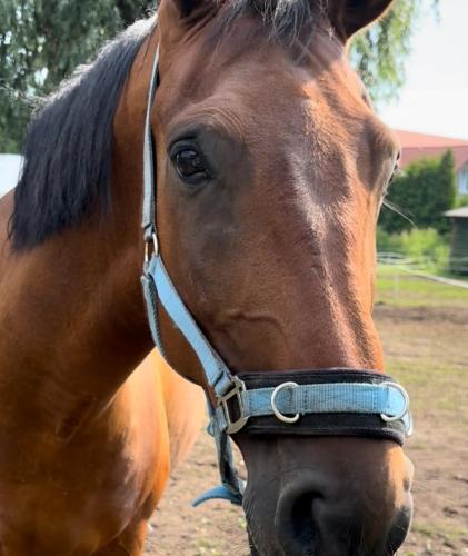 a close up of a brown horse wearing a bridle at Folwark Nadmorska Ostoja in Mechelinki