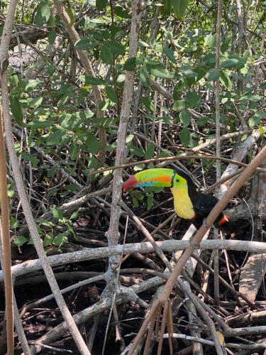 a colorful bird sitting on a tree branch at Santa Lova Eco-hostel Isla Tintipan in Tintipan Island