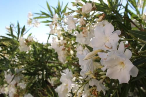 a close up of white flowers on a tree at MER & SOLEIL in Morsiglia