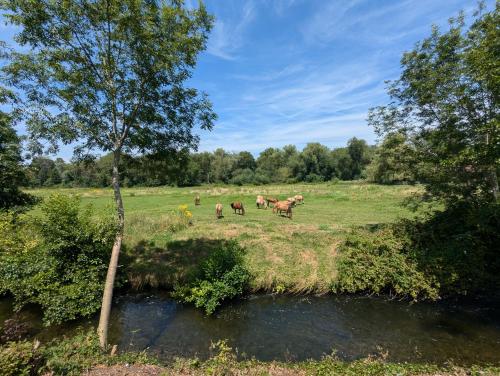 a group of horses standing in a field next to a river at Chantilly sous les toits in Chantilly