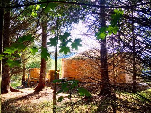 a building in the middle of some trees at Otter - Eco Bothy with Hot Tub in Castle Douglas