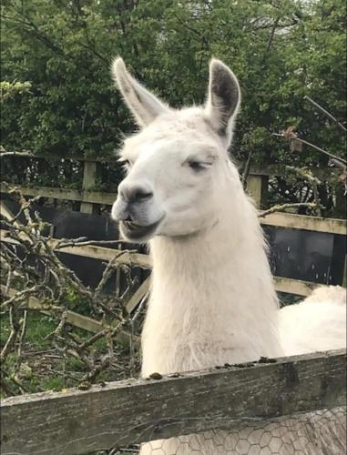 a white llama standing next to a fence at Bogma Cottages in Durham