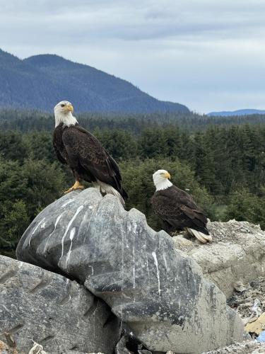 Gallery image of Waterfront on Glacier in Juneau