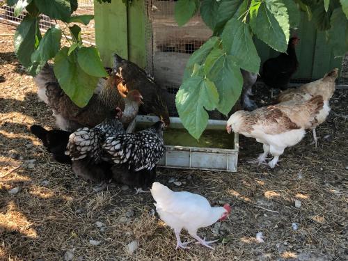 un groupe de poulets debout autour d'une coopérative de poulets dans l'établissement Chambre à la ferme, à Orange