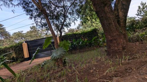 Сад в JACARANDA HOMESTAY