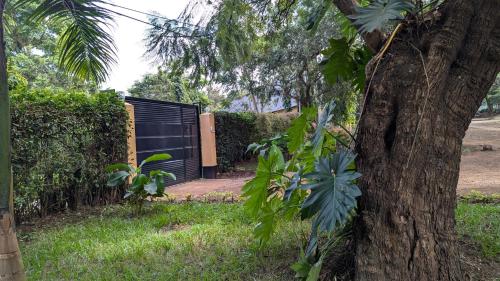 Сад в JACARANDA HOMESTAY