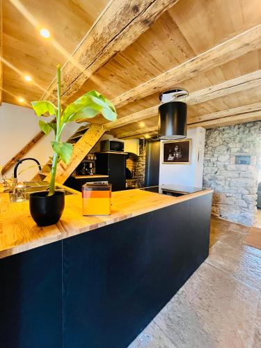 une cuisine avec une plante assise sur un comptoir dans l'établissement La Grange d'Annalys, à Granges-Narboz