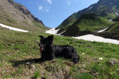 a black dog laying in the grass on a mountain at La Dimora della Fontana in Mozzio