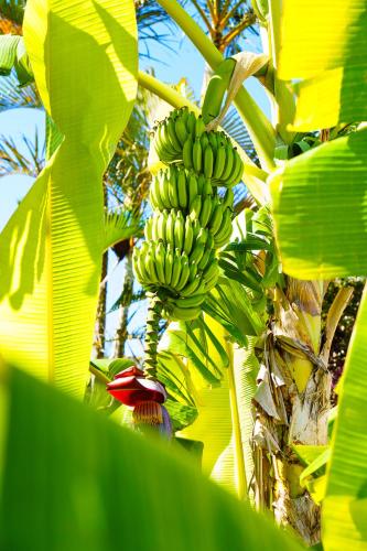 a bunch of bananas hanging from a banana tree at T3 A l'Ombre des Palmiers - Terrasse Jardin & Barbecue - Proche Aéroport in Sainte-Marie