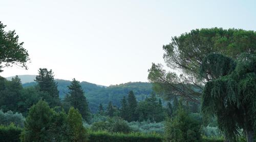 a view of a forest filled with trees at Villa Salviati in Prato