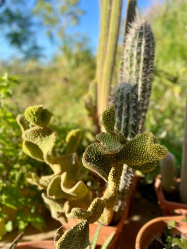 a group of cactuses in a pot in a garden at La Beata Giovanna in Mesagne