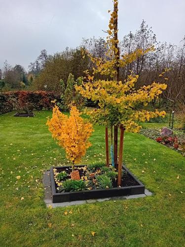 a small tree with yellow leaves in a garden at Klause am grünen Hof in Friesoythe