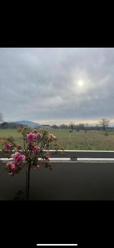 Charming studio - board of Geneva