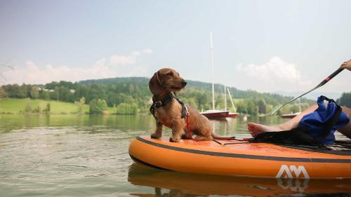 a dog sitting on an orange raft in the water at Feriendorf am Maltschacher See in Feldkirchen in Kärnten