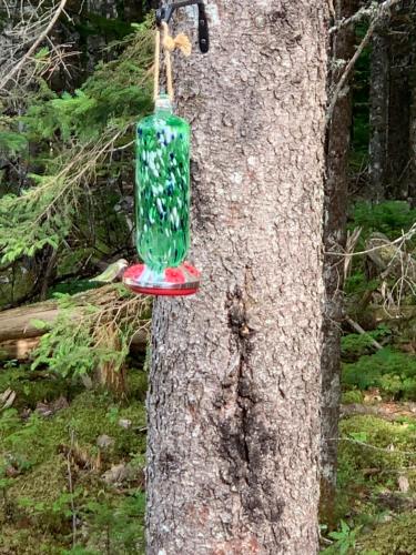 a green glass bottle hanging from a tree at Mill Lake Retreat Hubbards in Hubbards
