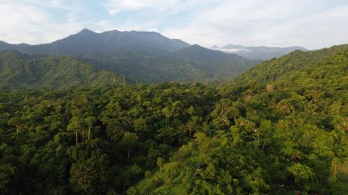 an aerial view of a forest with mountains in the background at HOSTAL MIRADOR dentro del parque tayrona in El Zaino