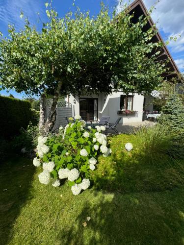 a tree with white flowers in front of a house at Lawendowy Zakątek Kopalino in Kopalino
