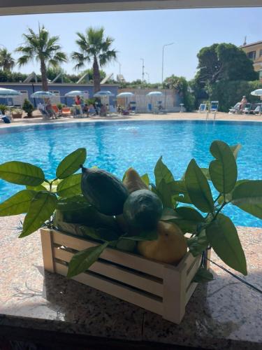a basket of fruit next to a swimming pool at Hotel San Gaetano in Grisolia