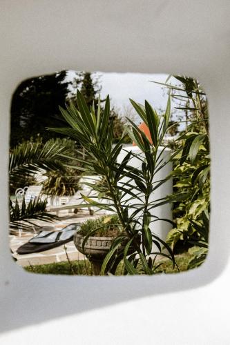 a picture of a plant next to a building at VILLA Centre Guethary piscine acces ocean a pied in Guéthary