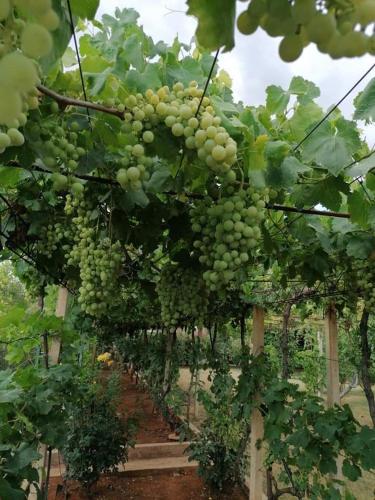 a bunch of green grapes growing in a field at Villa Cataleya Počitelj in Počitelj