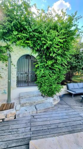 a large green bush on a patio with a bench at Villa OASIS en Provence Luberon Pierrevert in Pierrevert