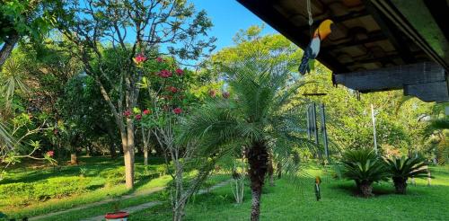 a palm tree in a yard with trees and grass at Sítio Roda d'Água in Lagoa Santa