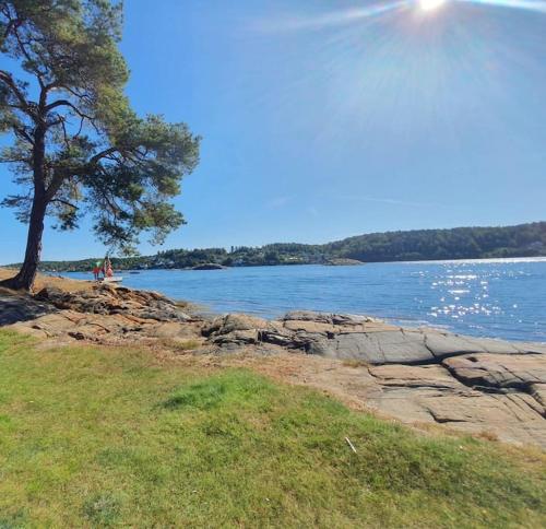 a tree on the shore of a body of water at soul & spa holiday home in Arendal