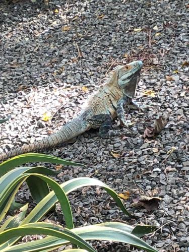 ラグジュアリーテントの敷地内または近くにいる動物