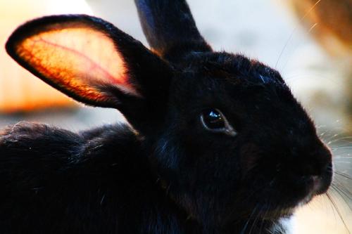 a black rabbit with long ears is looking up at Cabañas Los Venaos in San Bernardo del Viento