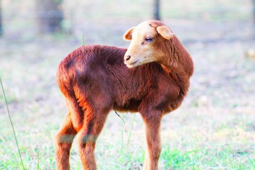 a brown lamb standing in a field of grass at Cabañas Los Venaos in San Bernardo del Viento