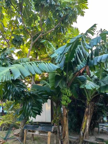 Jardín al aire libre en Vaianae Sands