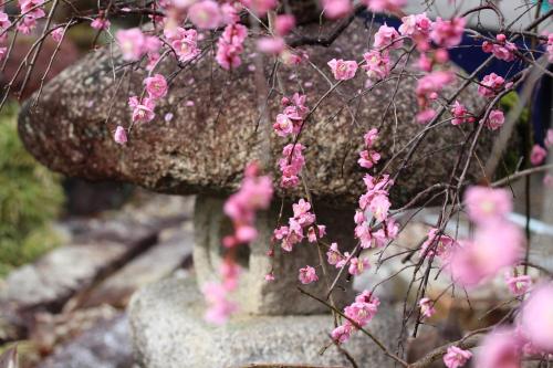 a stone bird bath with pink flowers on it at Yamagamionsen Yunomotokan in Toki
