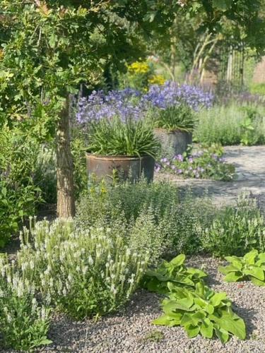 a garden with purple flowers and plants at Maison Margareta in Middelburg