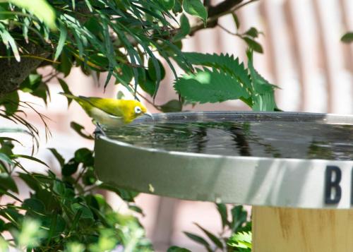 a yellow bird sitting in a bird bath at BIRD HOTEL in Kamakura