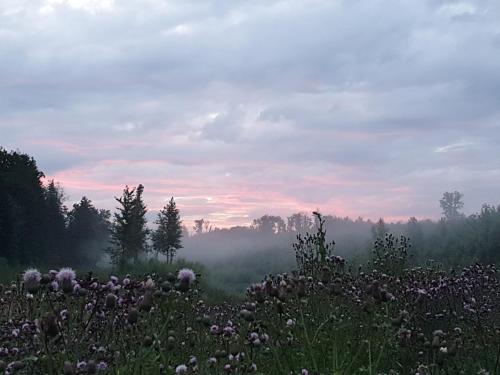 un champ de fleurs au milieu d'un champ dans l'établissement White wood lodge, à Nonville