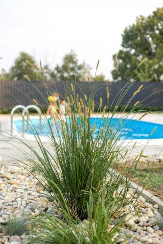 a patch of grass in front of a pool at Casa Cordis in Korduševci