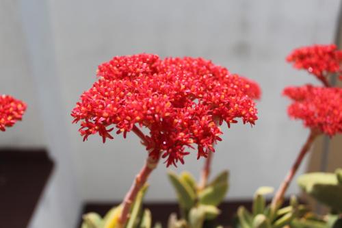 a group of red flowers in a vase at La Terrazza sul Tempio in Brindisi